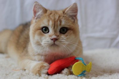Câte pisici britanice trăiesc acasă fără castrare și sterilizate