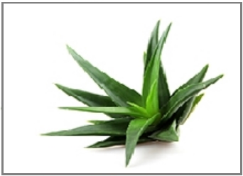 Dicționar de ingrediente cosmetice ale aloe vera gel 92%