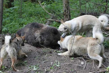 Câine pe selecția de mistreți, trăgând, vânătoare