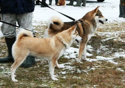 Câine pe selecția de mistreți, trăgând, vânătoare