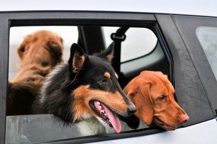 Câine în mașină siguranță și confort