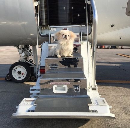 Celebrity kutyák repülőgépek háziállat fotó Valentino Garavani, Taylor Hill és mások Tatler,