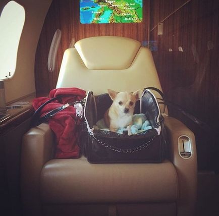 Собаки знаменитостей в літаках фото вихованців Валентино Гаравані, тейлор хілл і інших, tatler,