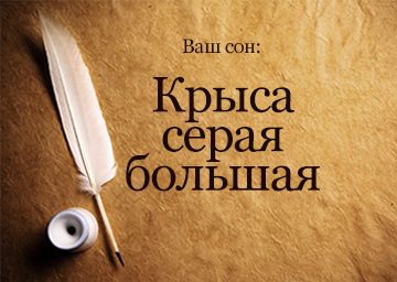 Сонник щур сіра велика жива бігає до чого сниться бачити уві сні