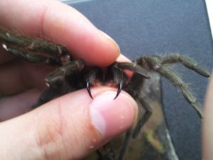 Dream Interpretare Tarantula fata mare negru într-un vis pentru a vedea