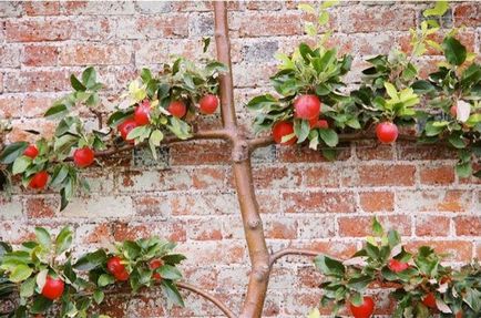 Soiuri de pomi fructiferi pentru cultivarea pe balcon