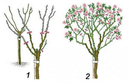 Sfaturi pentru tăierea trandafirilor din diferite grupuri pentru începători