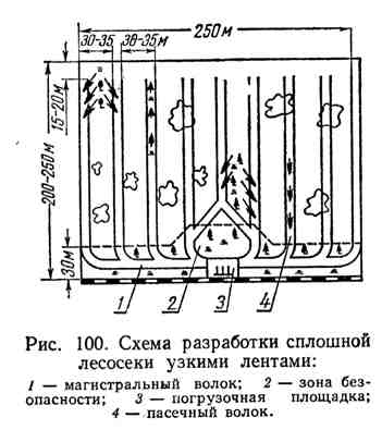 Суцільні лісосічні рубки лісу