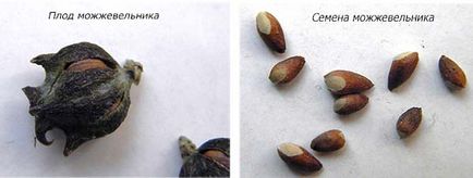 Metode de reproducere a ienupărului prin butași, straturi, semințe