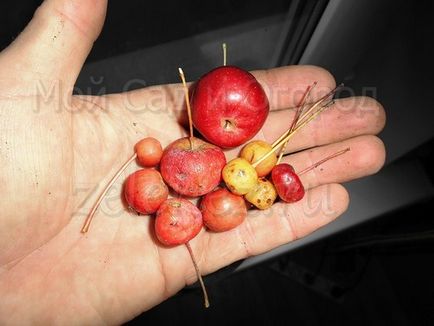 A Ranetok és meg kell kezdenie a gyümölcsösök, a kert és gyümölcsös