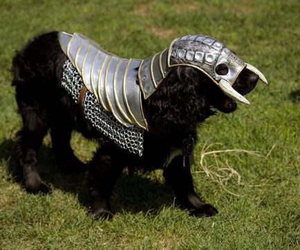Середньовічні обладунки для собак купити, ціни, відгуки, фото, відео