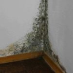Mijloace de combatere a mucegaiului și ciupercilor pe pereți