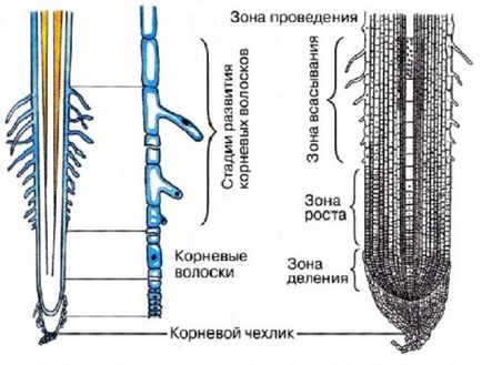 Structura firelor rădăcinii rădăcinii, capacului