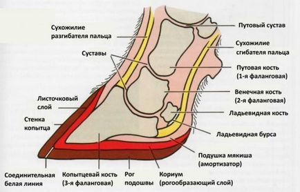 будова коні