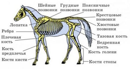 будова коні