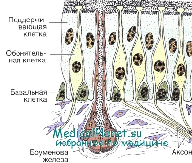 Structura cavității nazale