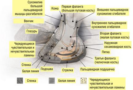 Будова скелета коня - догляд та лікування, коновод