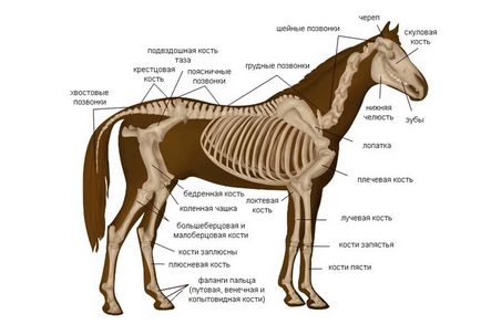 Structura scheletului unei îngrijiri și tratament, un cal