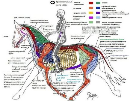 Structura scheletului unei îngrijiri și tratament, un cal