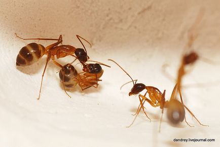 Építése mesterséges hangyaboly - hírek képekben (építőipar) Építése mesterséges hangyaboly - hírek képekben