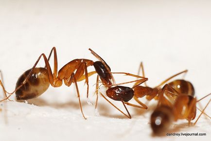 Építése mesterséges hangyaboly - hírek képekben