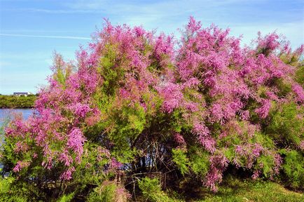 Tamarix în fotografie peisagistică, plantare și îngrijire