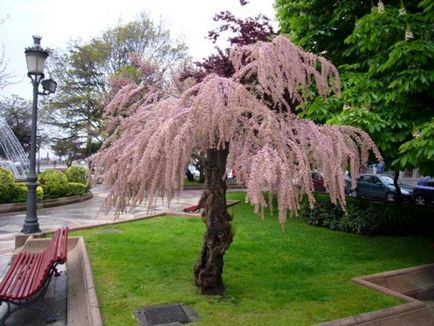 Tamarix în fotografie peisagistică, plantare și îngrijire