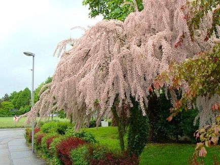 Tamarix în fotografie peisagistică, plantare și îngrijire