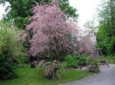 Tamarix în fotografie peisagistică, plantare și îngrijire