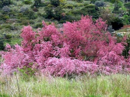 Тамарікс в ландшафтному дизайні фото, посадка і догляд