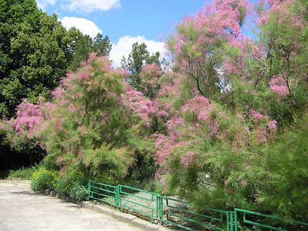 Tamarix în fotografie peisagistică, plantare și îngrijire