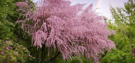 Tamarix în fotografie peisagistică, plantare și îngrijire