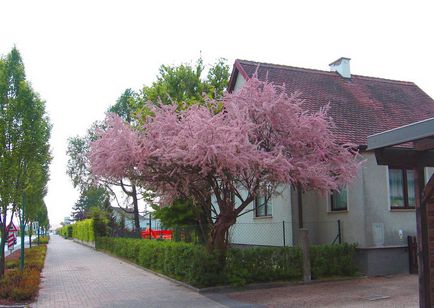 Tamarix în fotografie peisagistică, plantare și îngrijire