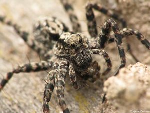 Tarantulele din casă