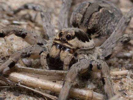 Tarantulele din casă