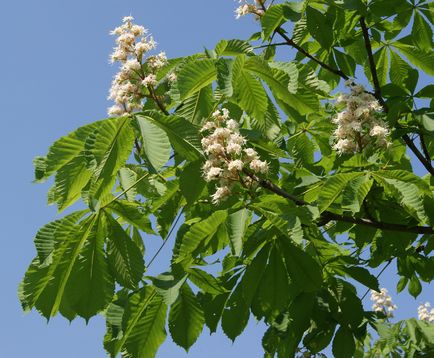 Ocuparea tematică a castanelor, a florilor vieții