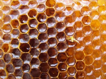 A terápiás tulajdonságait méz fésű, blagozdravnitsa (méz allergiás rhinitis) A terápiás tulajdonságait méz fésű, blagozdravnitsa