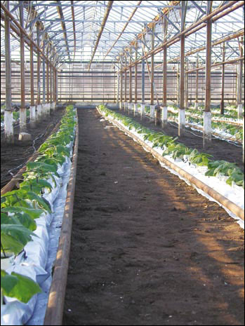 Технологія вирощування среднеплодного огірка яни f1 селекції Рійк Цваан в зимових блокових теплицях