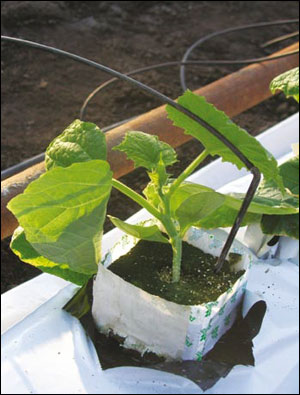 Технологія вирощування среднеплодного огірка яни f1 селекції Рійк Цваан в зимових блокових теплицях
