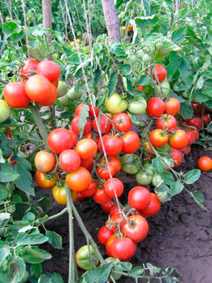 Tomato Demid caracteristicile și descrierea soiului