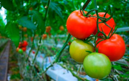 Tomato Demid caracteristicile și descrierea soiului