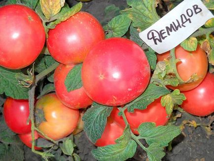 Tomate de demidov comentarii, fotografie de tufiș, descriere și descriere a soiului - eetteltsa