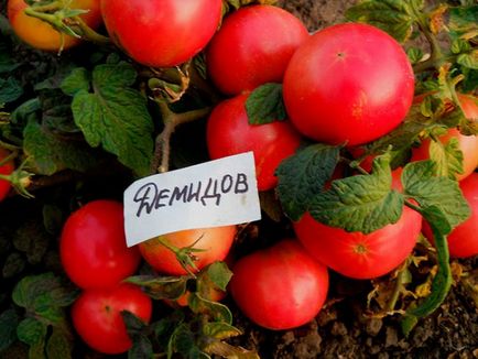 Tomate de demidov comentarii, fotografie de tufiș, descriere și descriere a soiului - eetteltsa