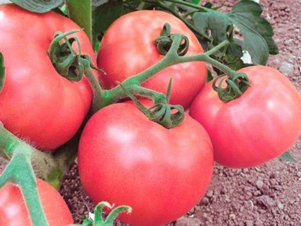 Tomate de demidov comentarii, fotografie de tufiș, descriere și descriere a soiului - eetteltsa