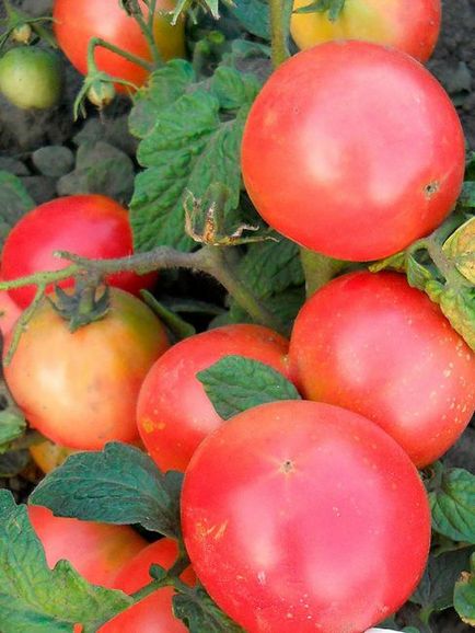 Tomate de demidov comentarii, fotografie de tufiș, descriere și descriere a soiului - eetteltsa