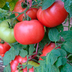 Tomate de demidov comentarii, fotografie de tufiș, descriere și descriere a soiului - eetteltsa