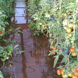 Tomato peppered dungi отзывы, фото, урожайность