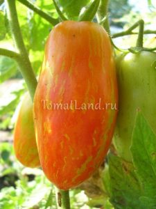 Tomato peppered dungi отзывы, фото, урожайность