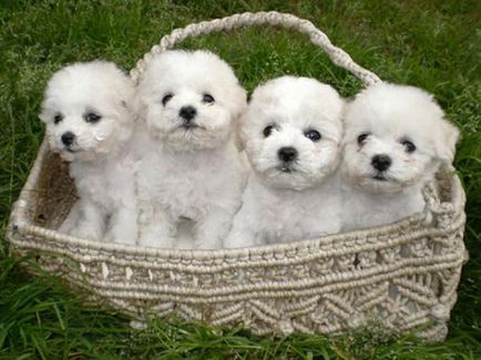 Top 10 cele mai scumpe rase de câini din lume și prețurile - câine în casă