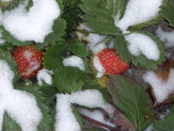 Fermă căpșuni în toamnă, primăvară, atunci când plantarea, în timpul înfloririi